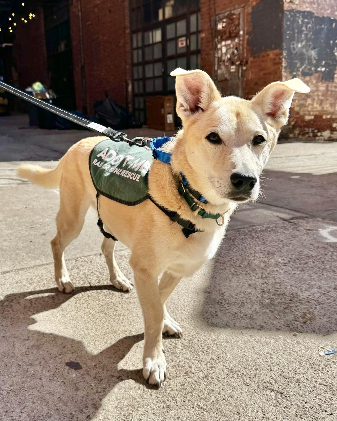 Enlarge Long-Term Project, a Adoptable mixed breed in New York, NY image 2/6