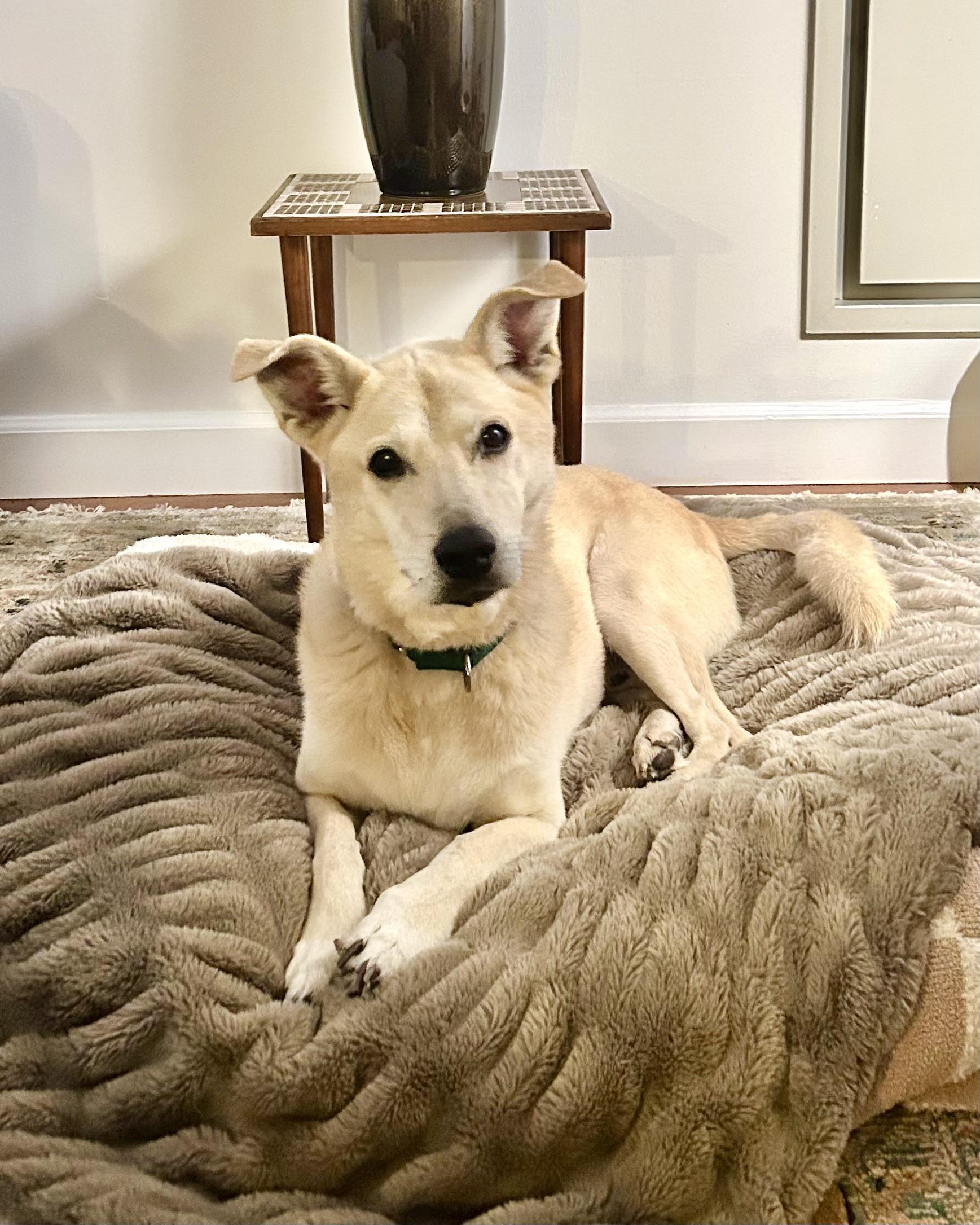 Enlarge Long-Term Project, a Adoptable mixed breed in New York, NY image 3/6