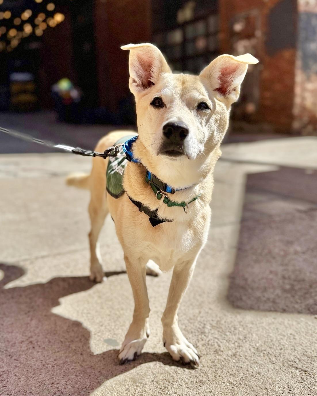 Long-Term Project, Adoptable, Senior Male Husky & Basset Hound.