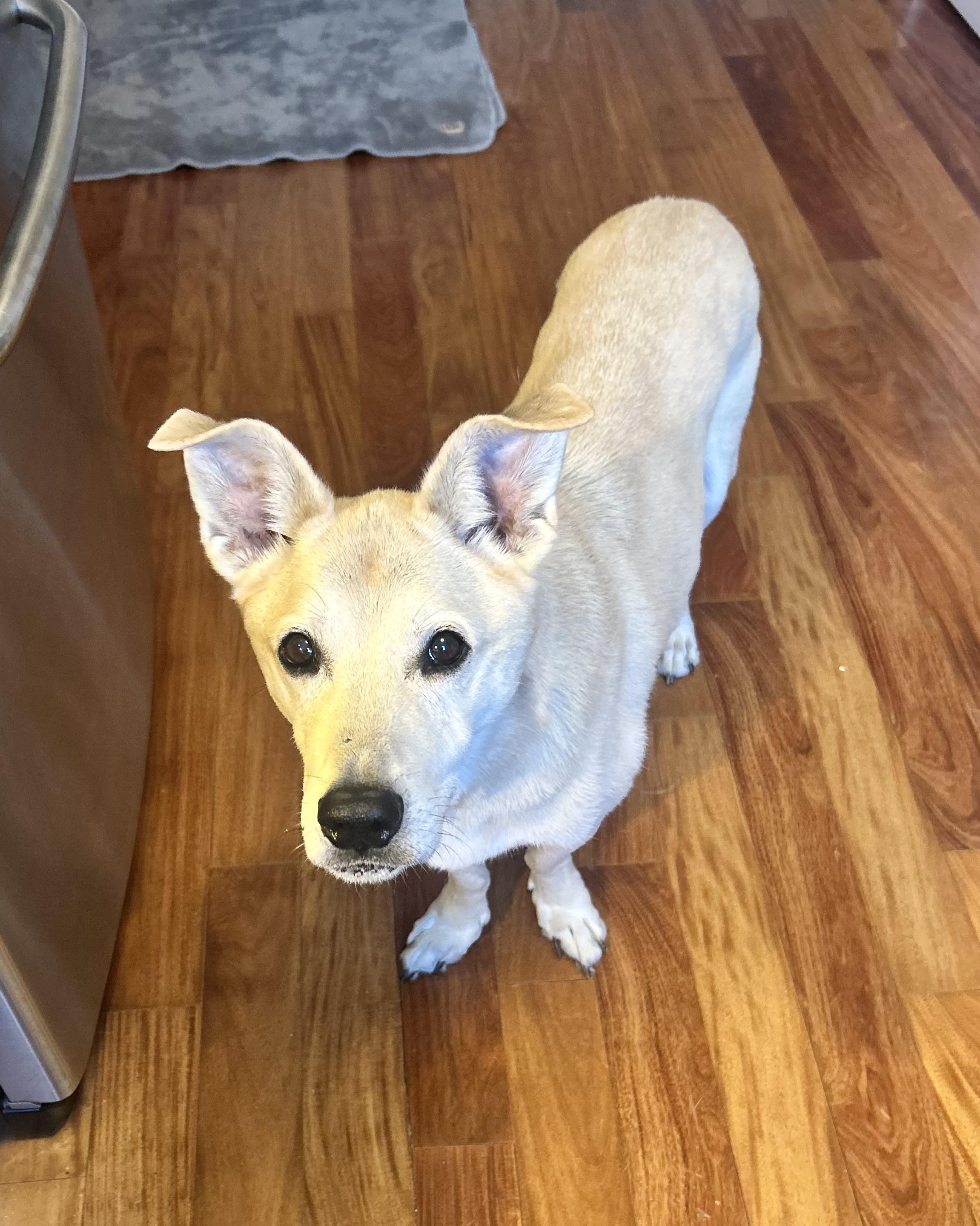 Enlarge Long-Term Project, a Adoptable mixed breed in New York, NY image 4/6