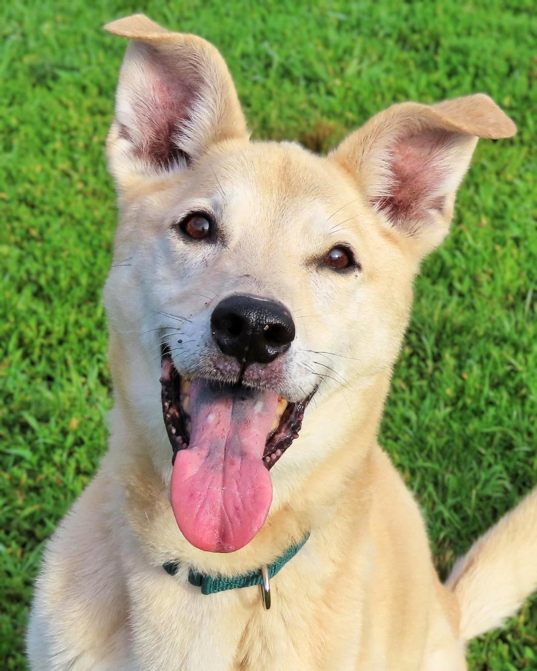 Enlarge Long-Term Project, a Adoptable mixed breed in New York, NY image 5/6