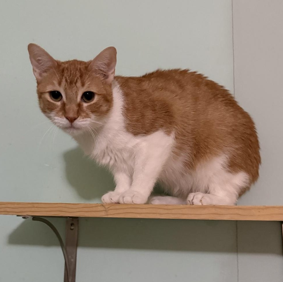 Chester, Adoptable, Adult Male Domestic Short Hair.
