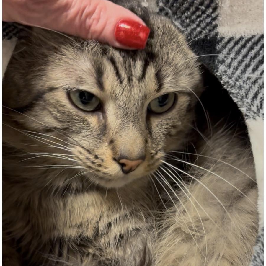 Cubs, Adoptable, Adult Male Maine Coon & Domestic Medium Hair.