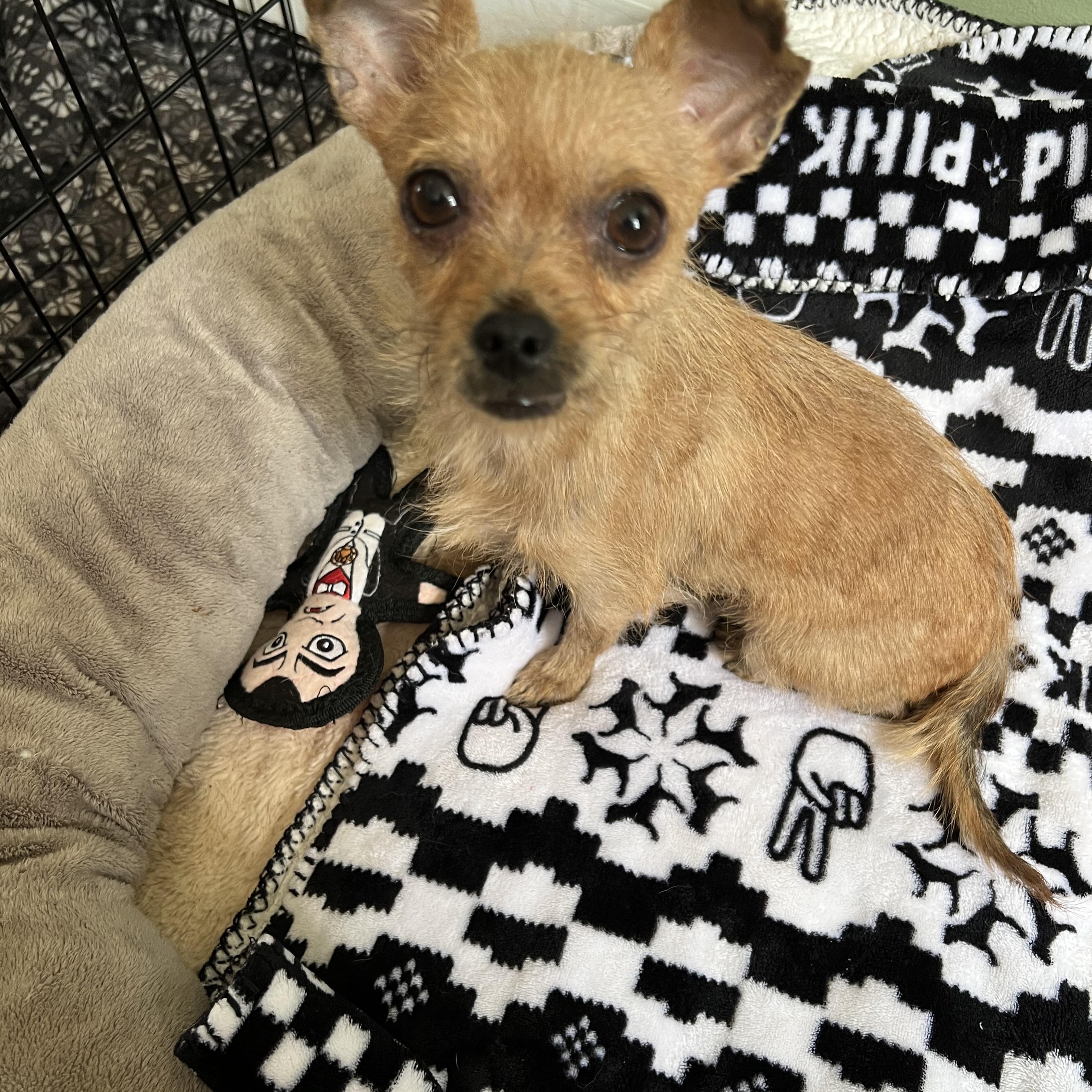 Master Splinter in NH! Come Meet our Adoptable Dogs Wednesday-Saturday. More info in Bio!, adopted, Young Male Chihuahua.