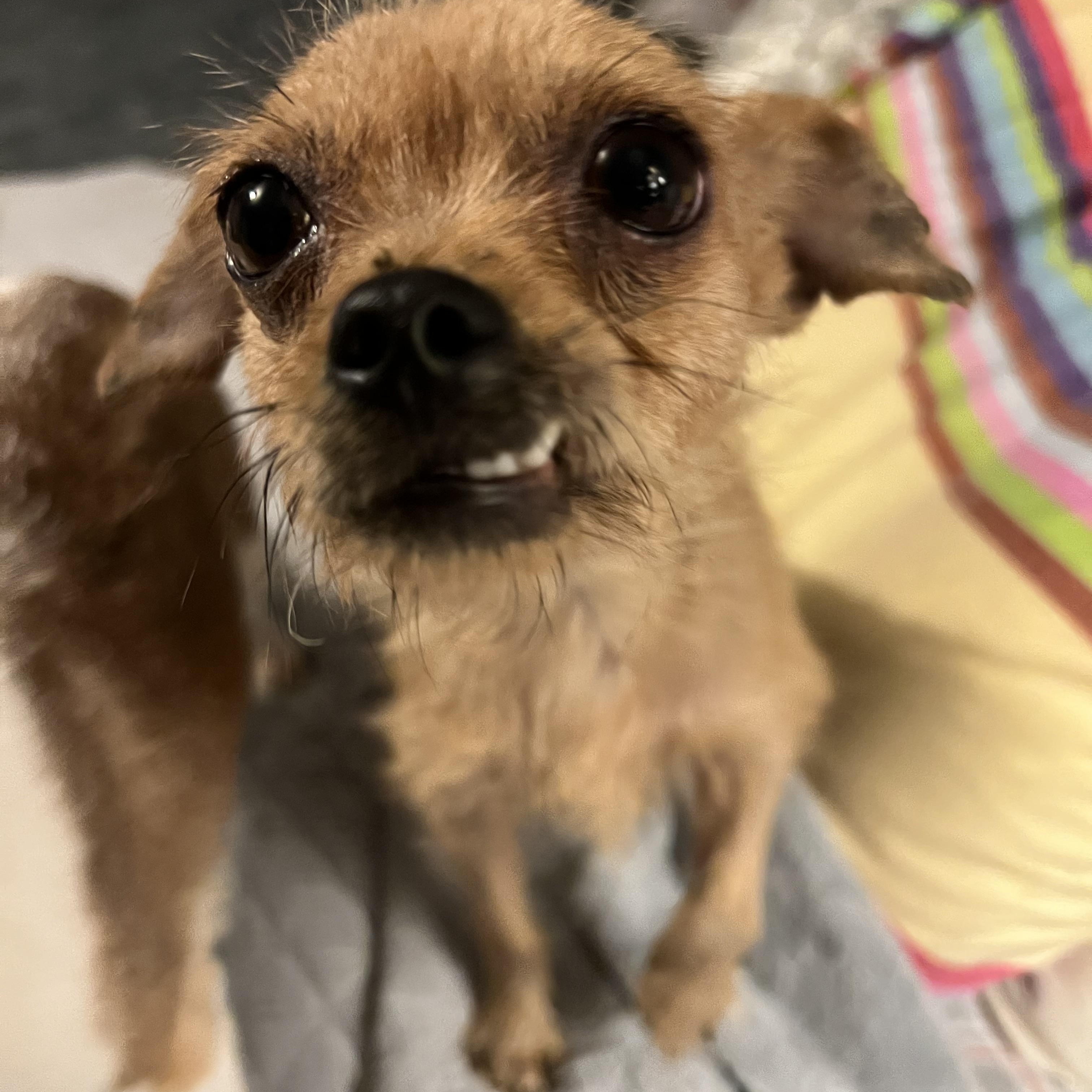 Enlarge Master Splinter in NH! Come Meet our Adoptable Dogs Wednesday-Saturday. More info in Bio!, an adopted mixed breed in Manchester, NH image 2/2