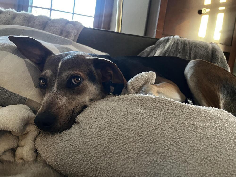 Ezmerelda, Adoptable, Adult Female Terrier & Shepherd.