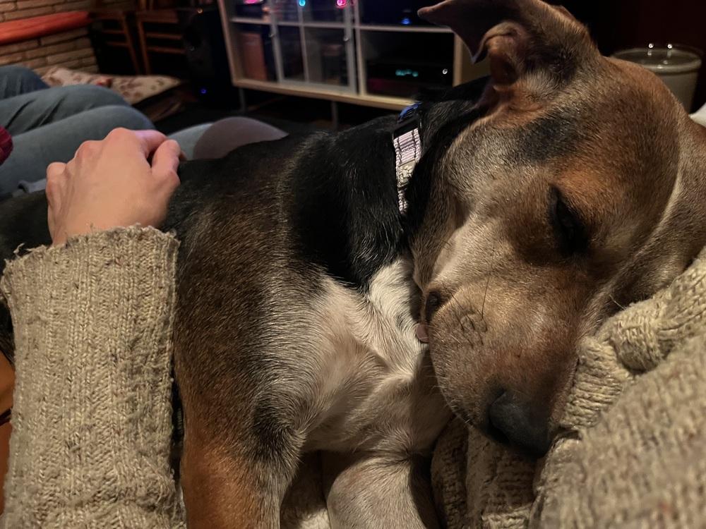 Ezmerelda, Adoptable, Adult Female Terrier.