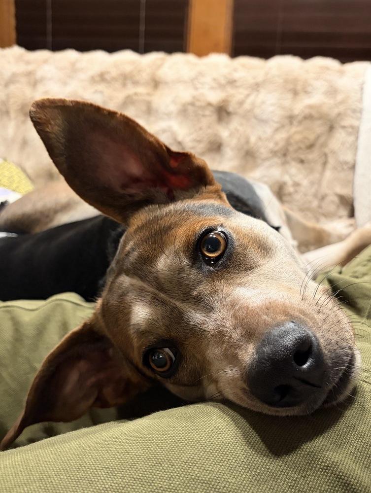 Ezmerelda, a Adoptable mixed breed in Plymouth, MN image 2/6