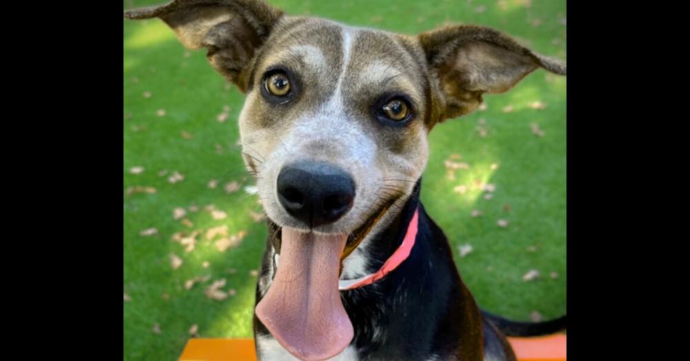 Ezmerelda, a Adoptable mixed breed in Plymouth, MN image 4/6