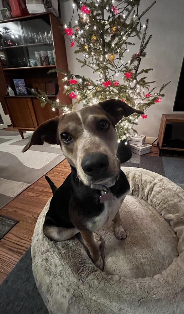 Ezmerelda, a Adoptable mixed breed in Plymouth, MN image 5/6