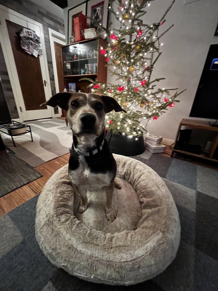 Ezmerelda, a Adoptable mixed breed in Plymouth, MN image 6/6