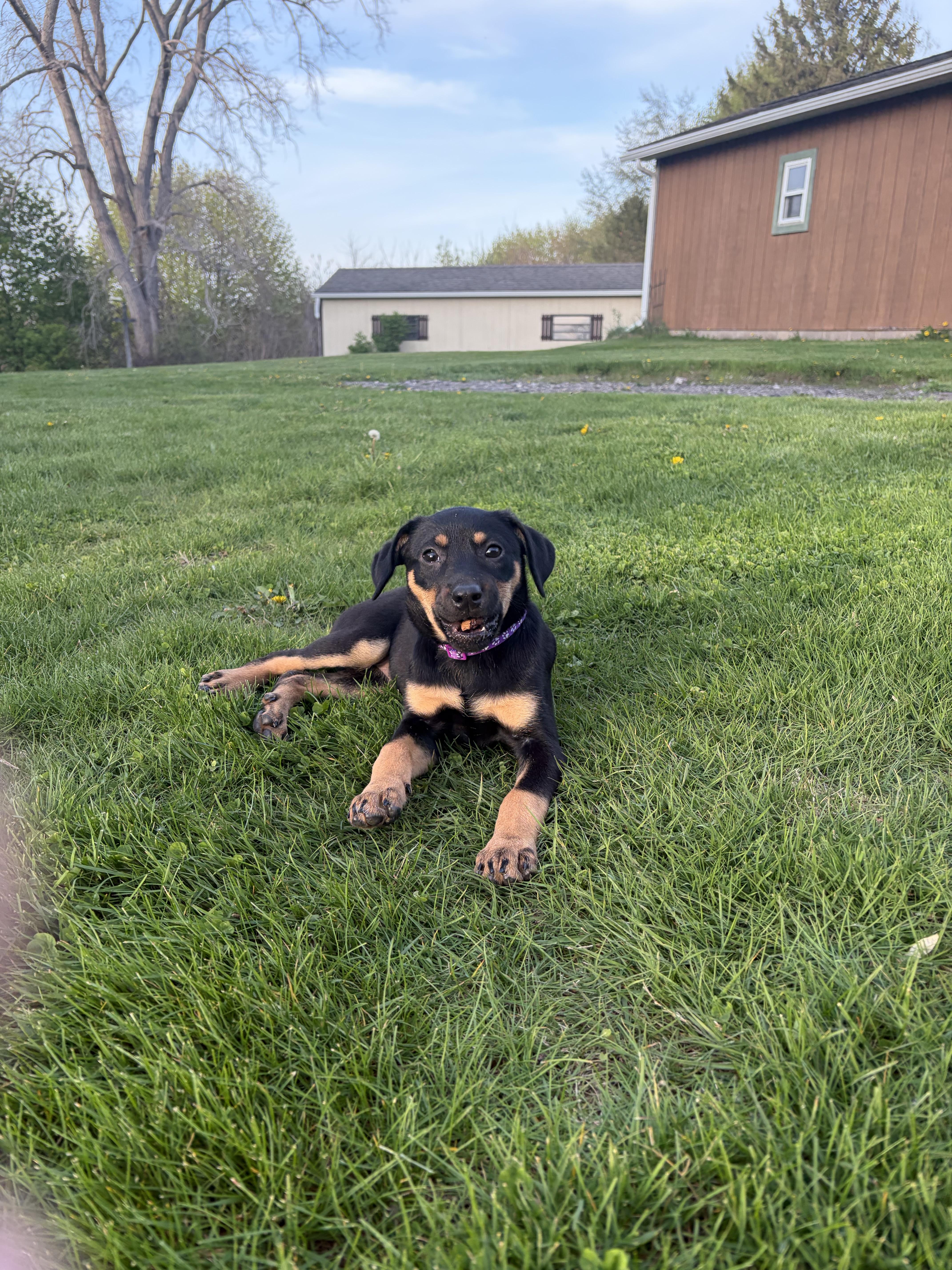 Logan, a ADOPTABLE Mixed Breed in Rochester , NY image 4/6