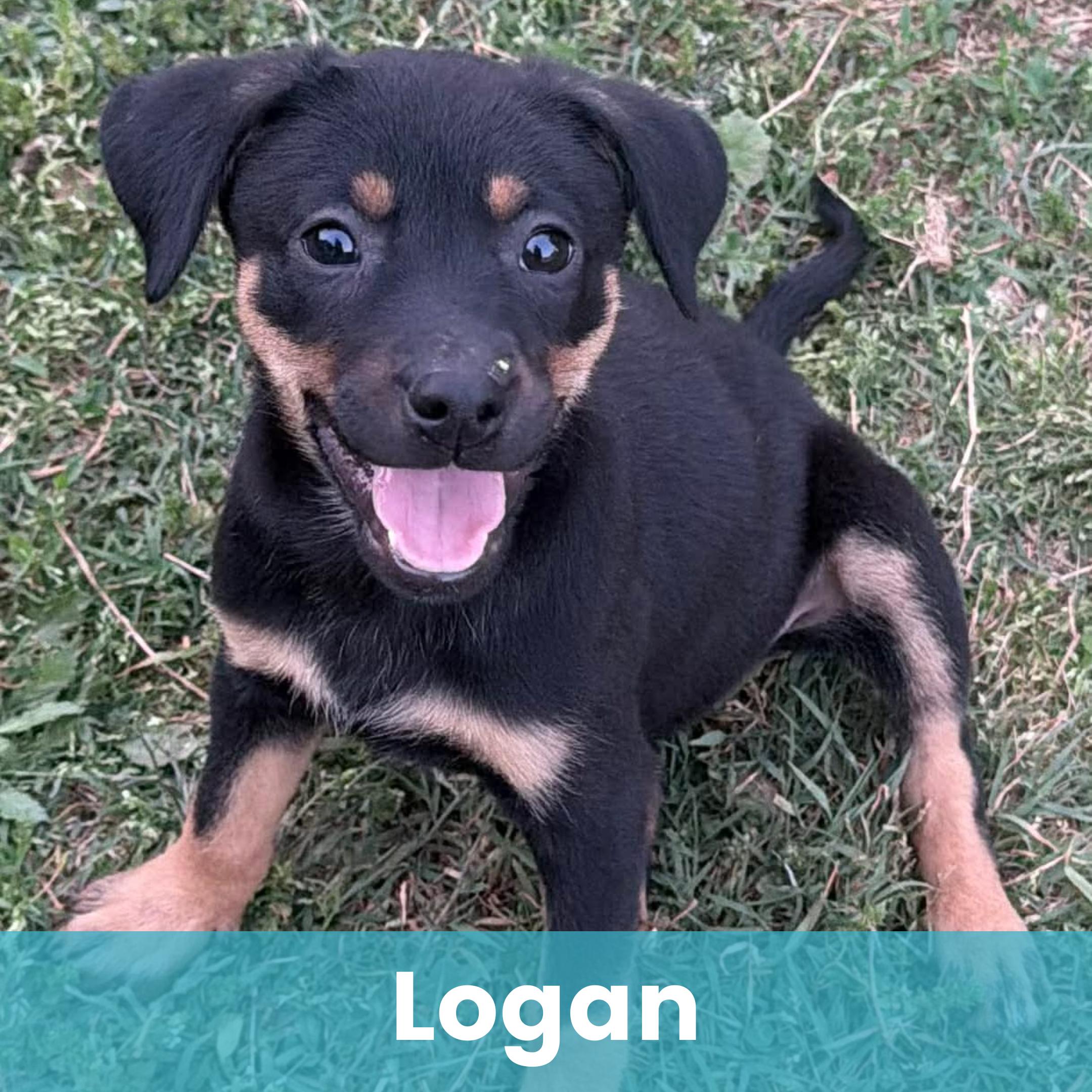 Logan, a ADOPTABLE Mixed Breed in Rochester , NY image 1/6
