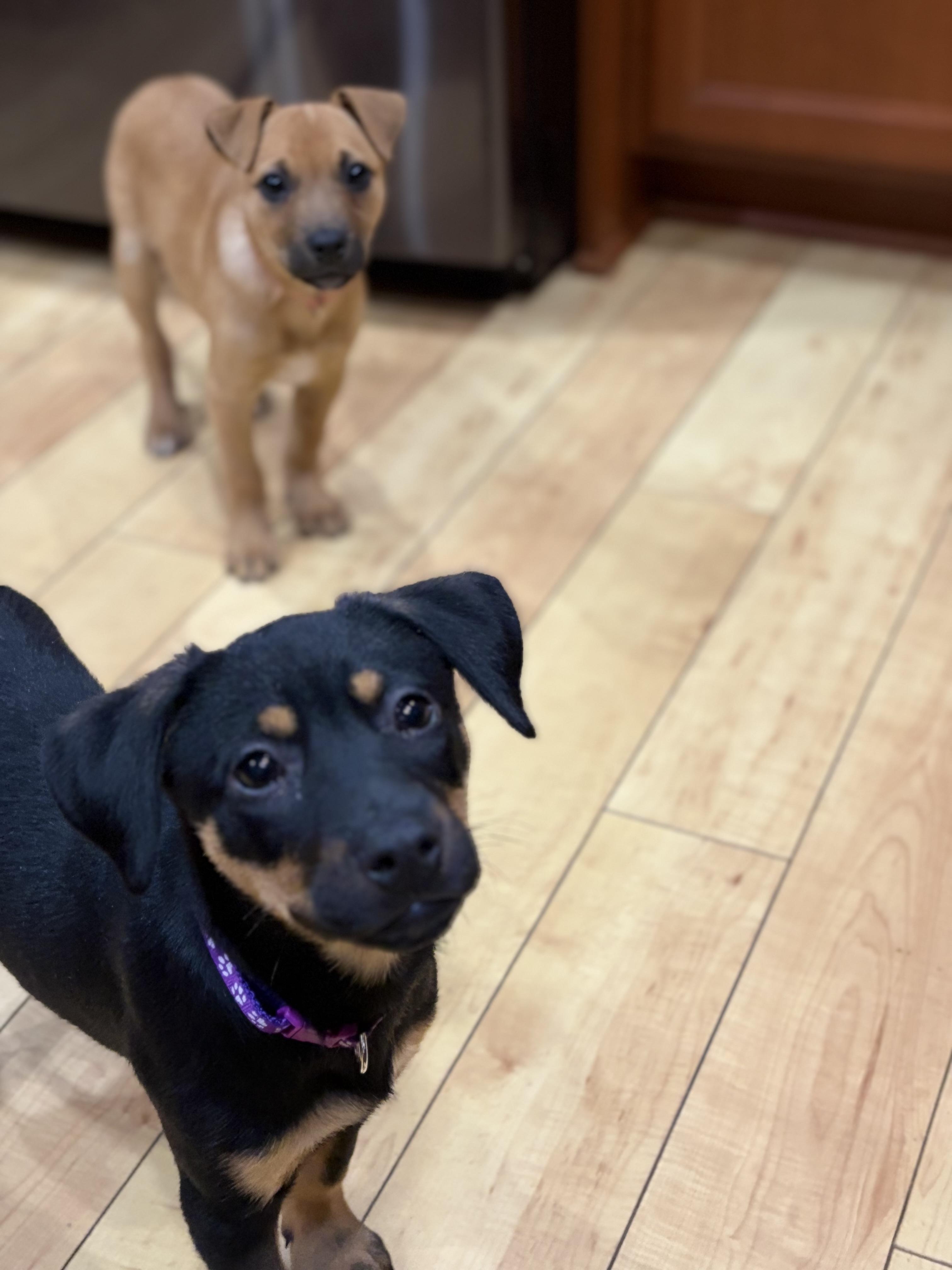 Logan, a ADOPTABLE Mixed Breed in Rochester , NY image 2/6