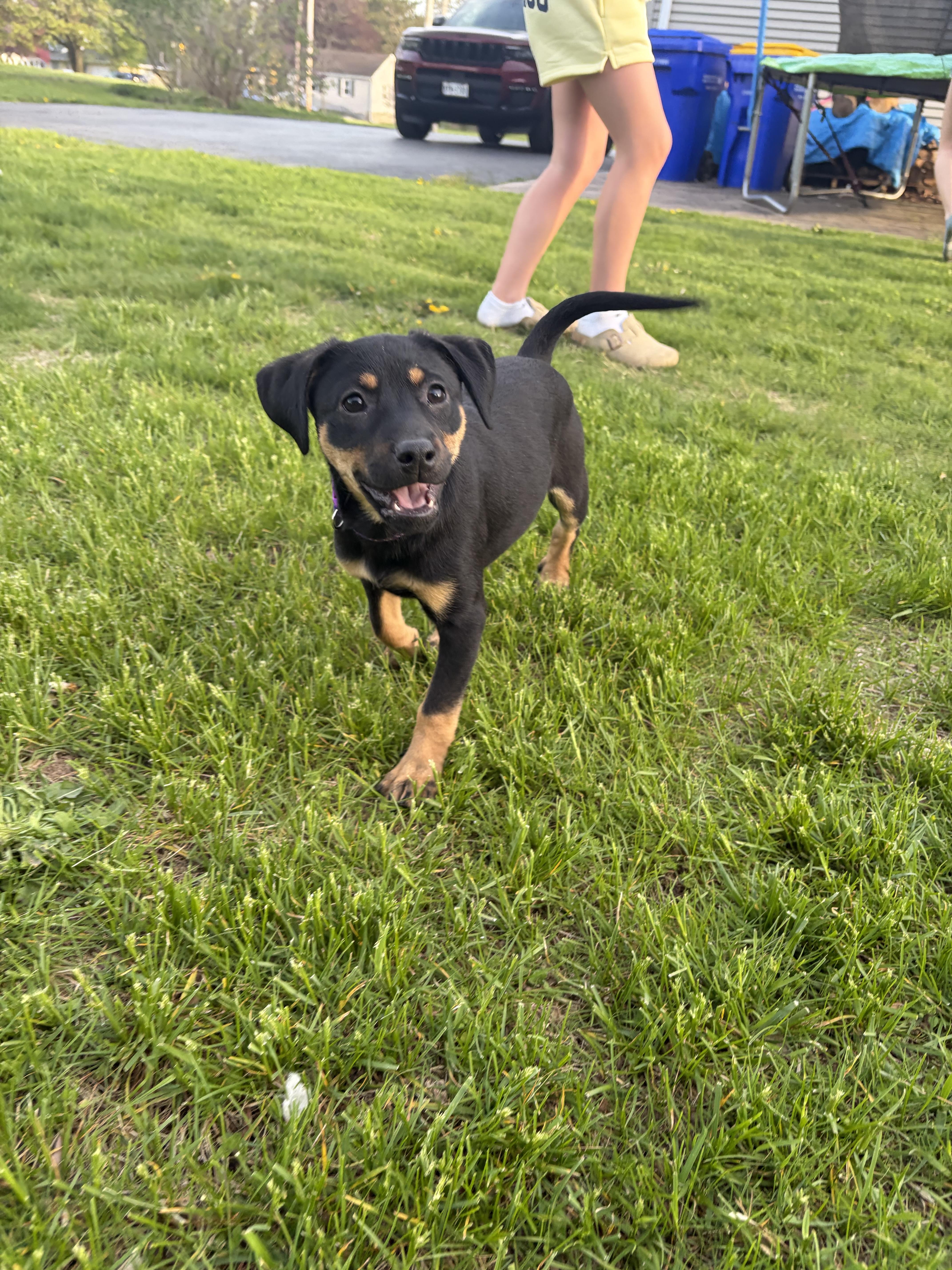 Logan, a ADOPTABLE Mixed Breed in Rochester , NY image 3/6