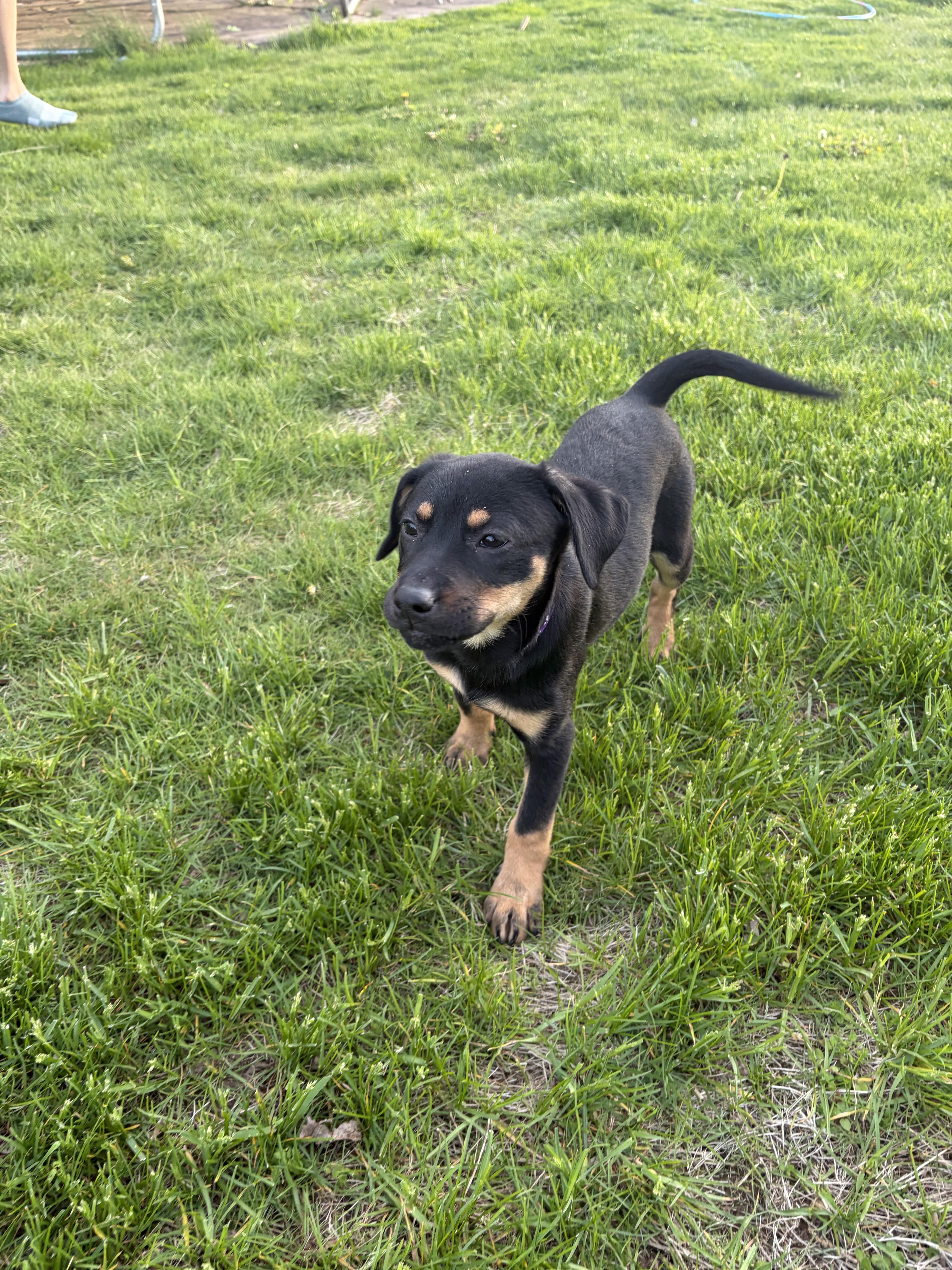 Logan, a ADOPTABLE Mixed Breed in Rochester , NY image 5/6