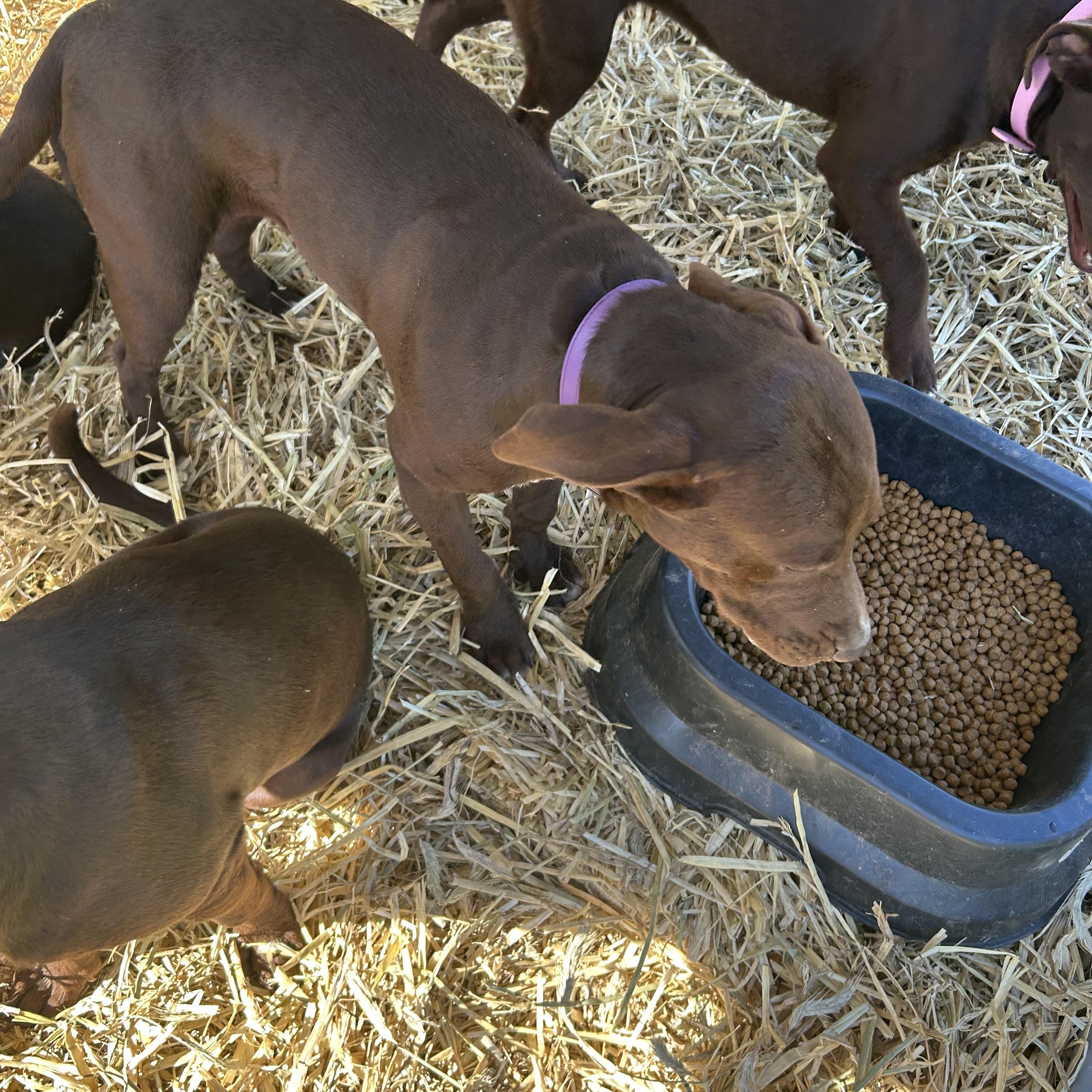 Enlarge Darriah, a Adoptable mixed breed in Bloomington, IL image 3/3