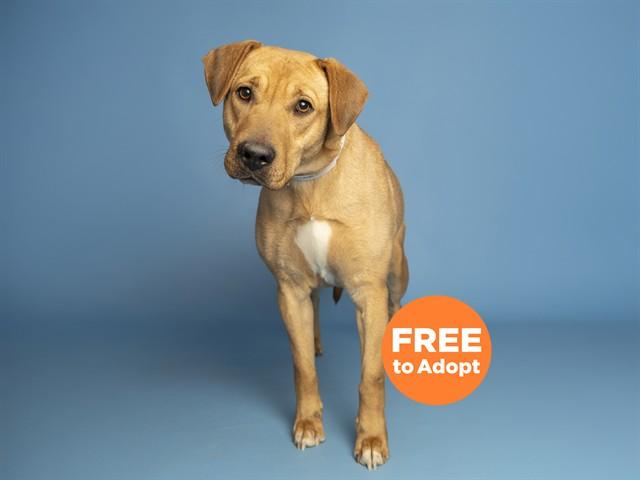 BAILEY, Adoptable, Adult Female Hound & Mixed Breed.