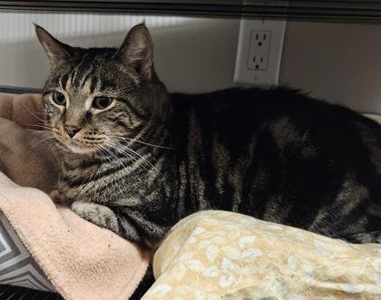 Enlarge Theo & Nemo, a ADOPTABLE Domestic Short Hair in Meadow Lake, SK image 1/6