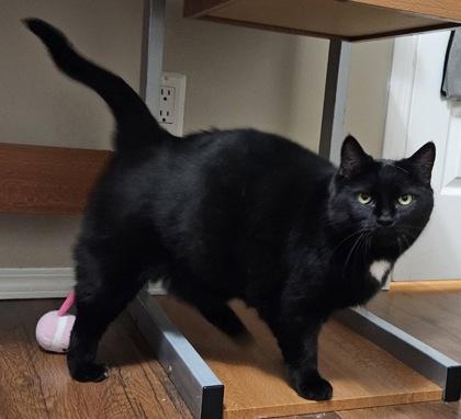 Enlarge Theo & Nemo, a ADOPTABLE Domestic Short Hair in Meadow Lake, SK image 2/6