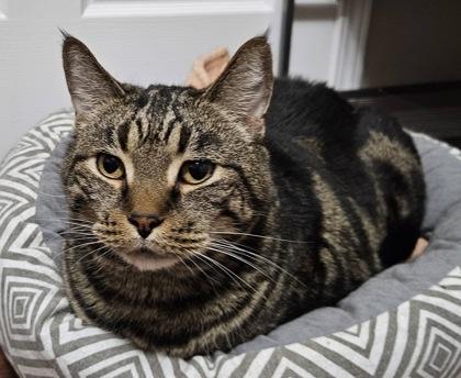 Enlarge Theo & Nemo, a ADOPTABLE Domestic Short Hair in Meadow Lake, SK image 6/6