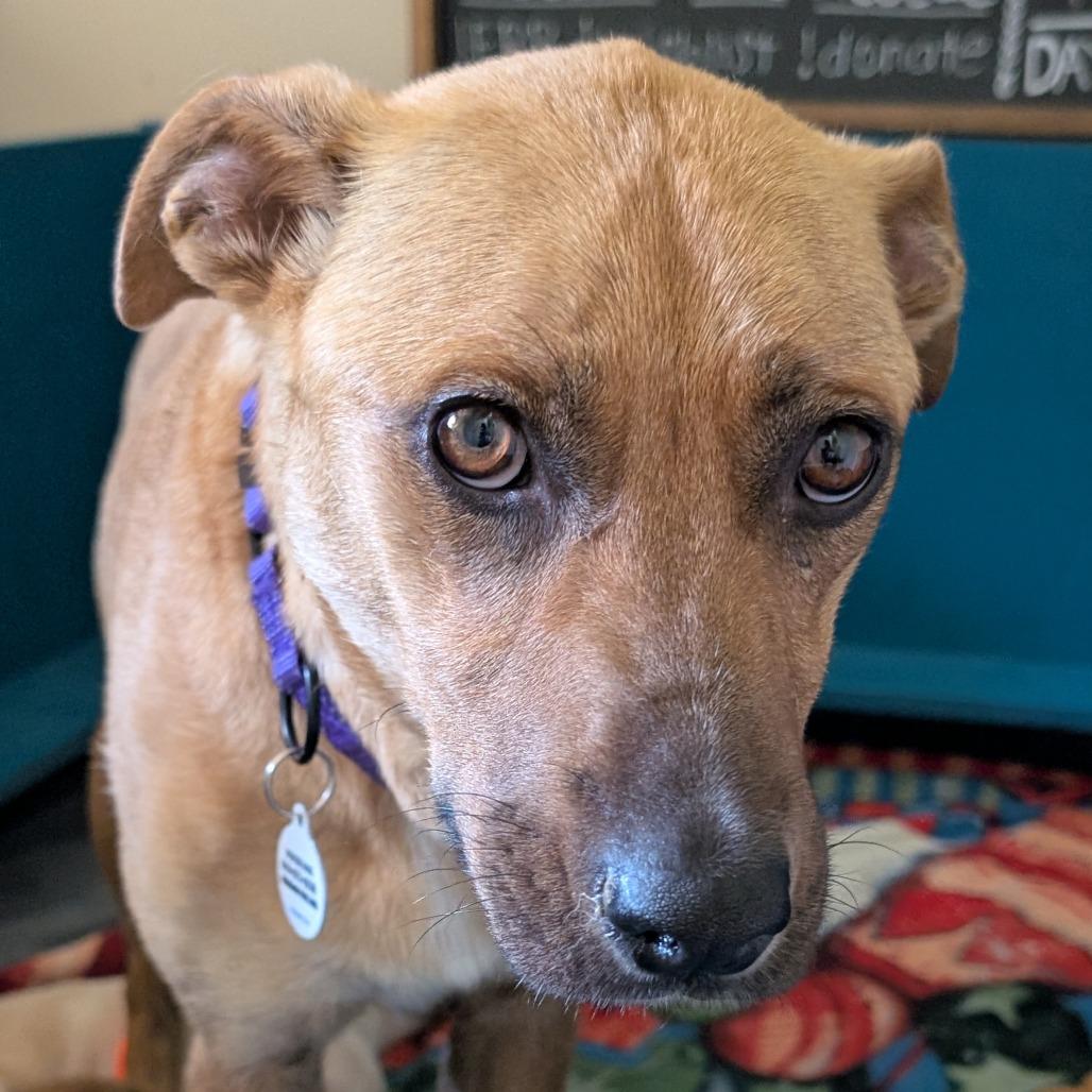 Enlarge Mira, a Adoptable Mixed Breed in Raleigh, NC image 1/6