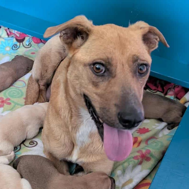 Enlarge Mira, a Adoptable Mixed Breed in Raleigh, NC image 3/6