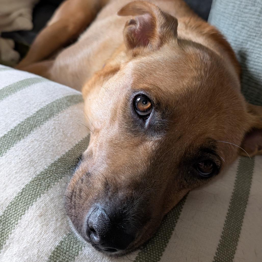 Enlarge Mira, a Adoptable Mixed Breed in Raleigh, NC image 6/6