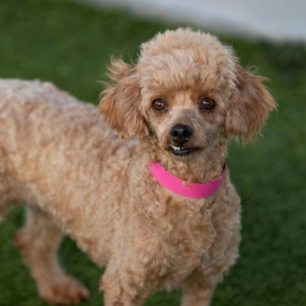Enlarge Lacy (N25-196), a Adoptable Poodle in Peyton, CO image 2/6
