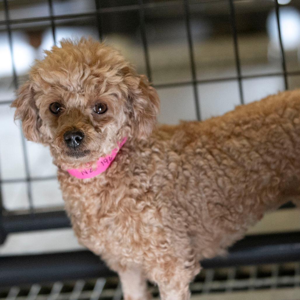 Enlarge Lacy (N25-196), a Adoptable Poodle in Peyton, CO image 3/6
