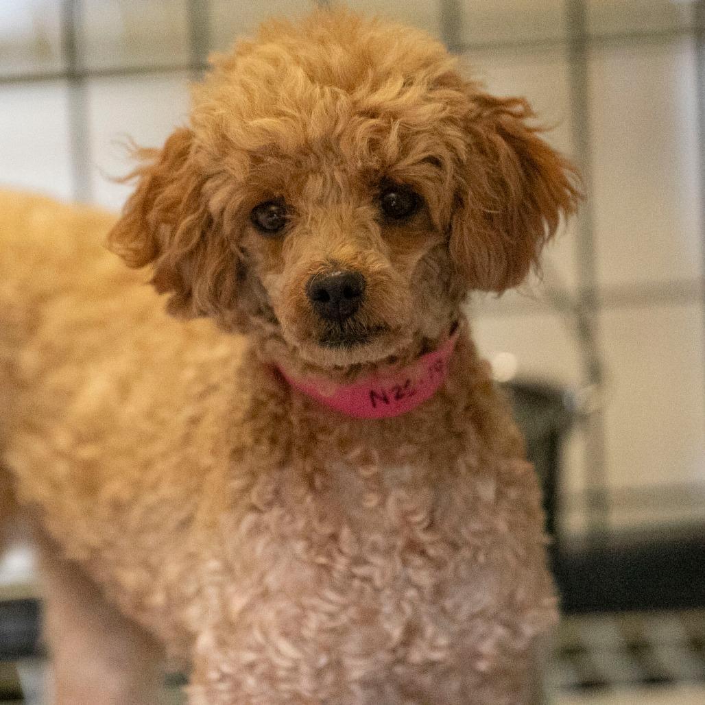 Enlarge Lacy (N25-196), a Adoptable Poodle in Peyton, CO image 4/6