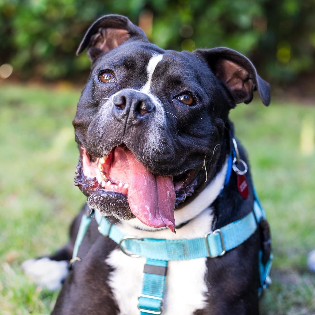 Goober, a Adoptable mixed breed in Los Angeles, CA image 1/4