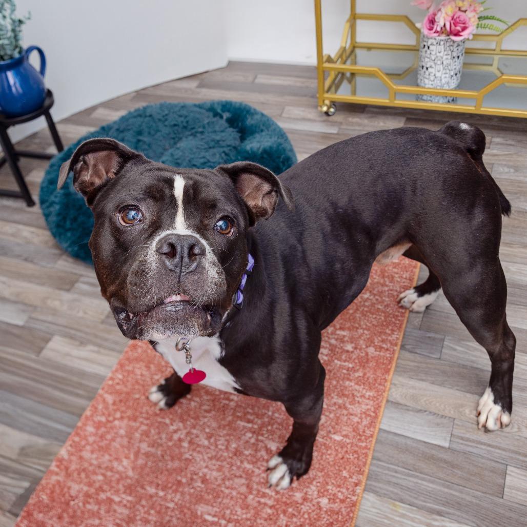 Goober, a Adoptable mixed breed in Los Angeles, CA image 2/4