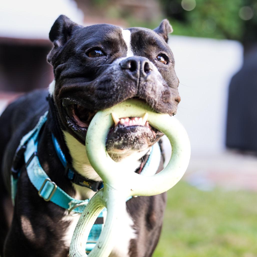 Goober, a Adoptable mixed breed in Los Angeles, CA image 3/4
