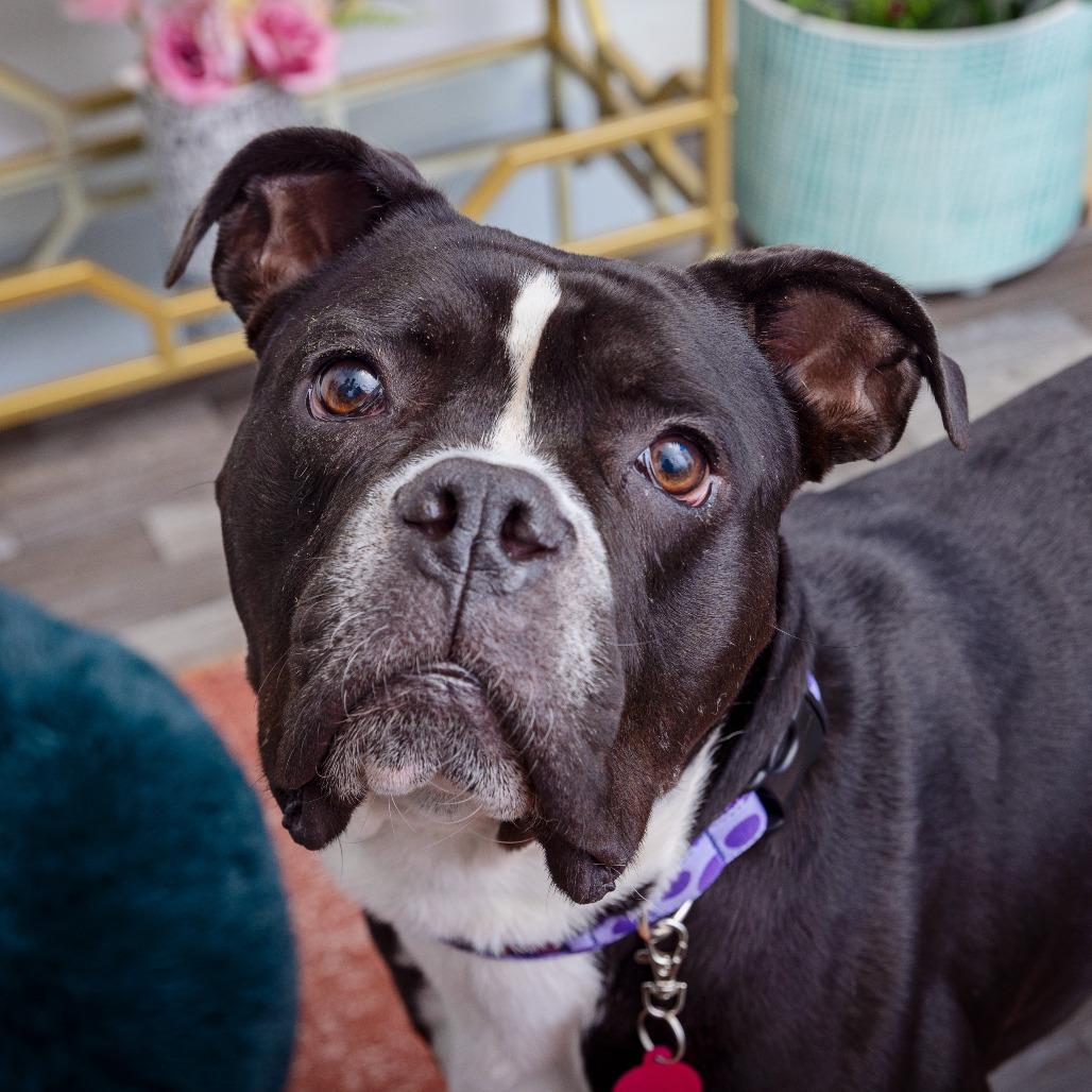 Goober, a Adoptable mixed breed in Los Angeles, CA image 4/4