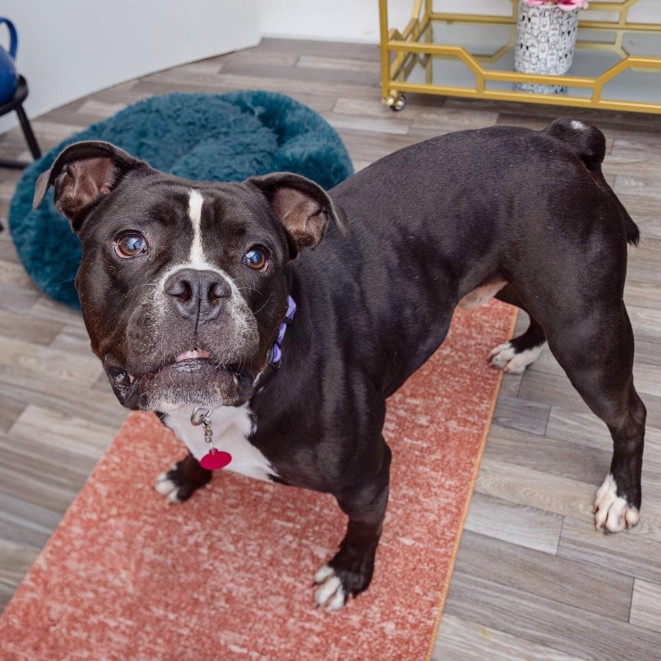 Goober, a Adoptable mixed breed in Los Angeles, CA image 4/4