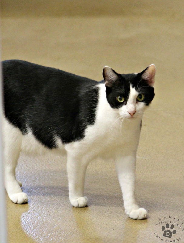 Enlarge Azteca, a Adoptable Domestic Short Hair in Mira Loma, CA image 1/6