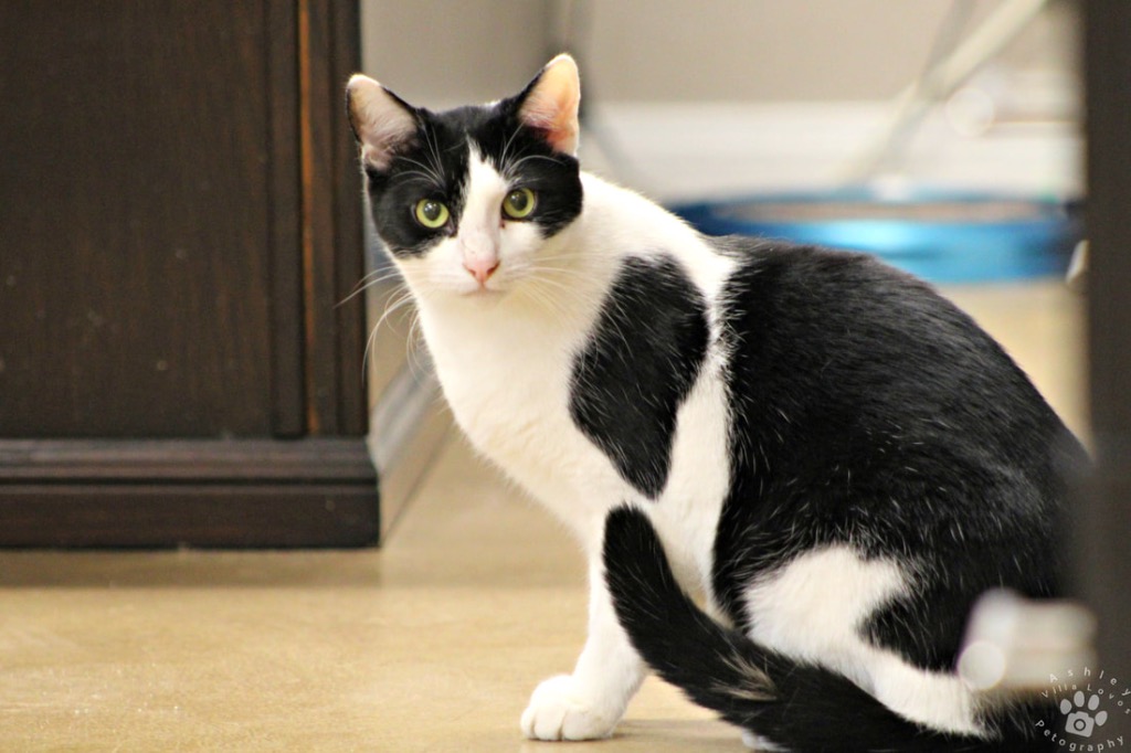 Enlarge Azteca, a Adoptable Domestic Short Hair in Mira Loma, CA image 2/6