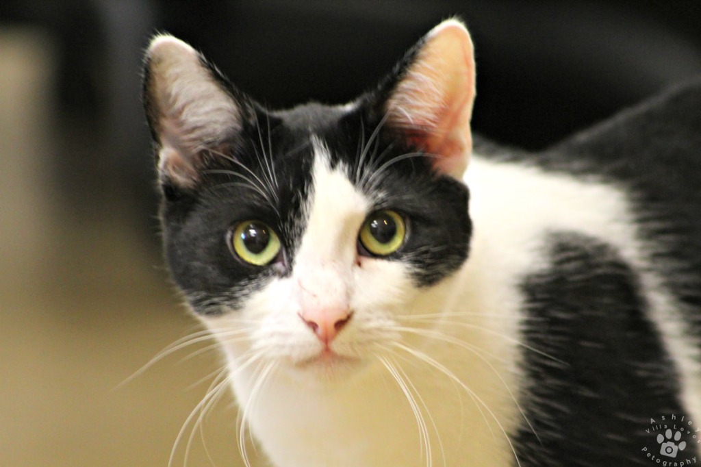 Enlarge Azteca, a Adoptable Domestic Short Hair in Mira Loma, CA image 3/6