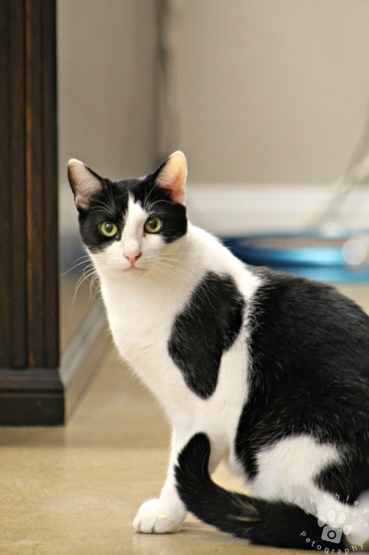 Enlarge Azteca, a Adoptable Domestic Short Hair in Mira Loma, CA image 4/6