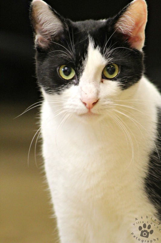 Enlarge Azteca, a Adoptable Domestic Short Hair in Mira Loma, CA image 5/6