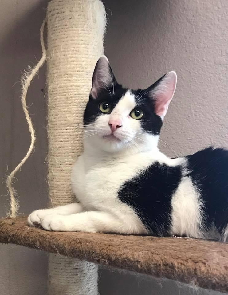 Azteca, Adoptable, Adult Male Domestic Short Hair.