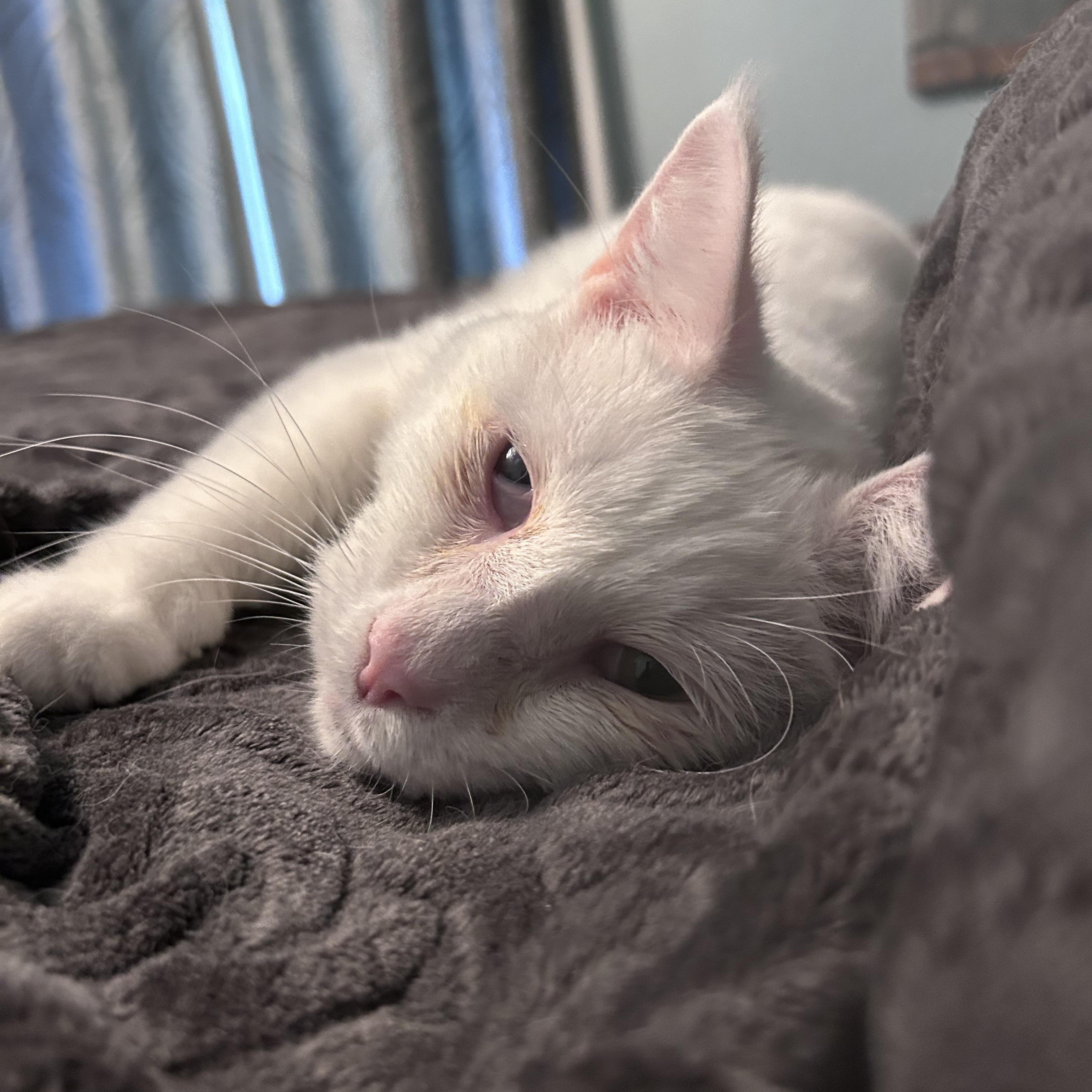 Enlarge Tofu, a ADOPTABLE Domestic Short Hair in Grand Rapids, MI image 2/6