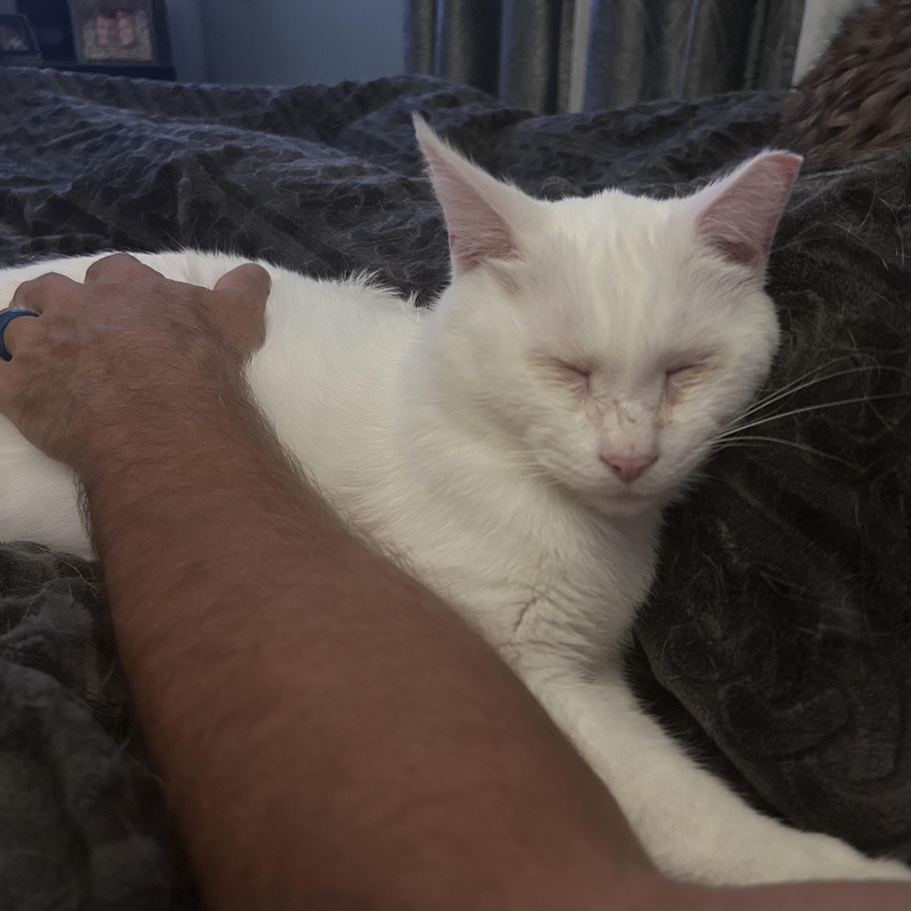 Tofu, a ADOPTABLE Domestic Short Hair in Grand Rapids, MI image 6/6