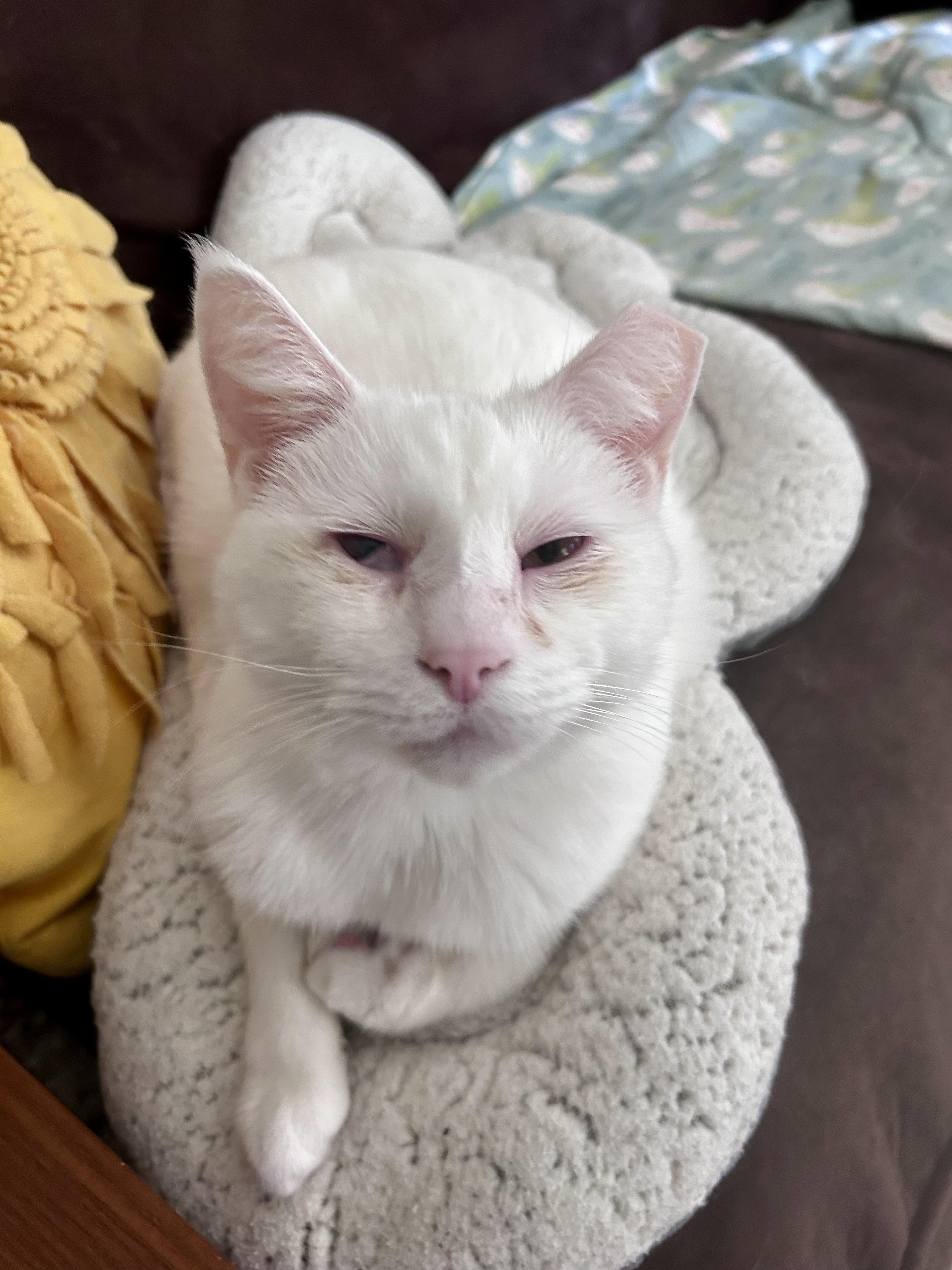 Enlarge Tofu, a ADOPTABLE Domestic Short Hair in Grand Rapids, MI image 6/6