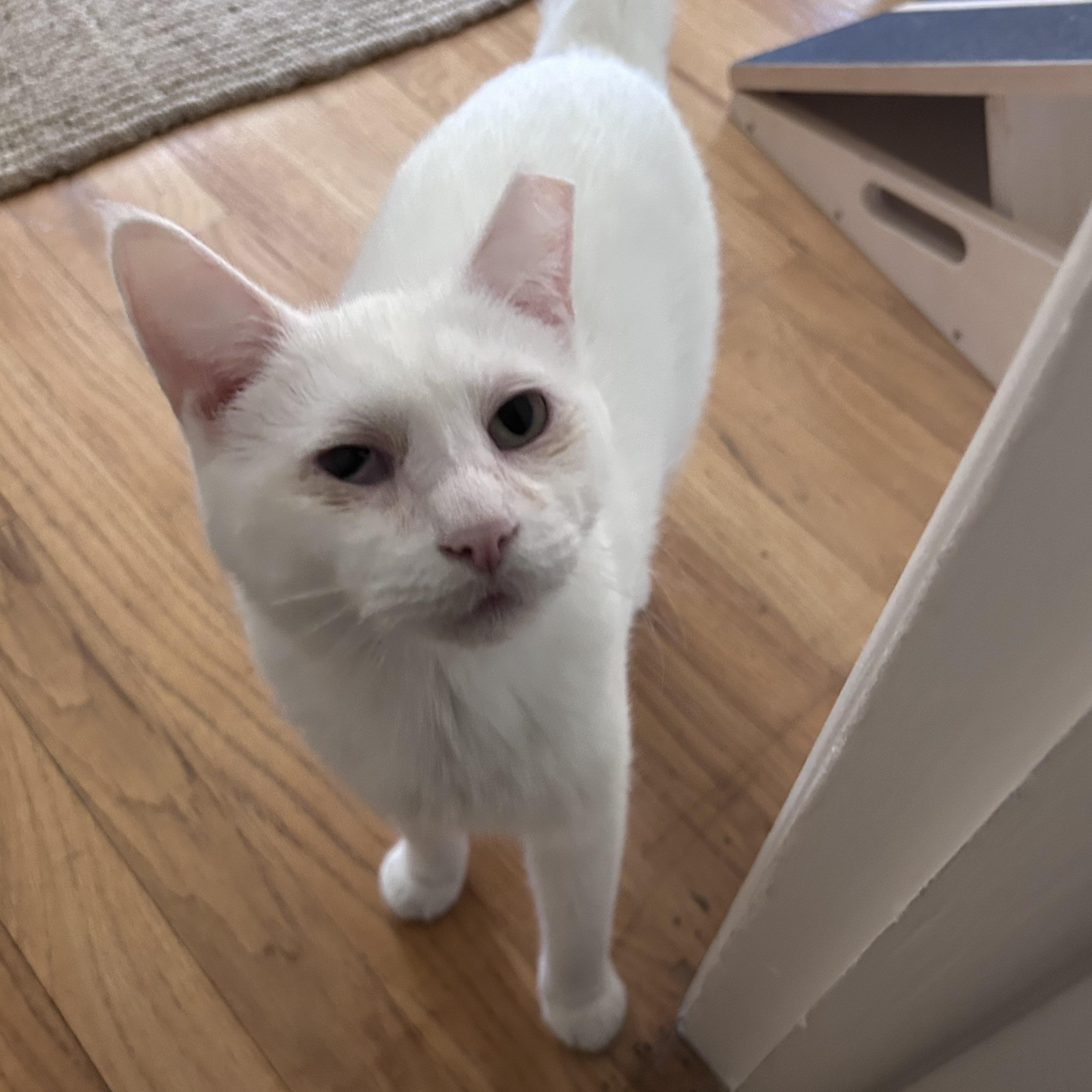 Enlarge Tofu, a ADOPTABLE Domestic Short Hair in Grand Rapids, MI image 3/6