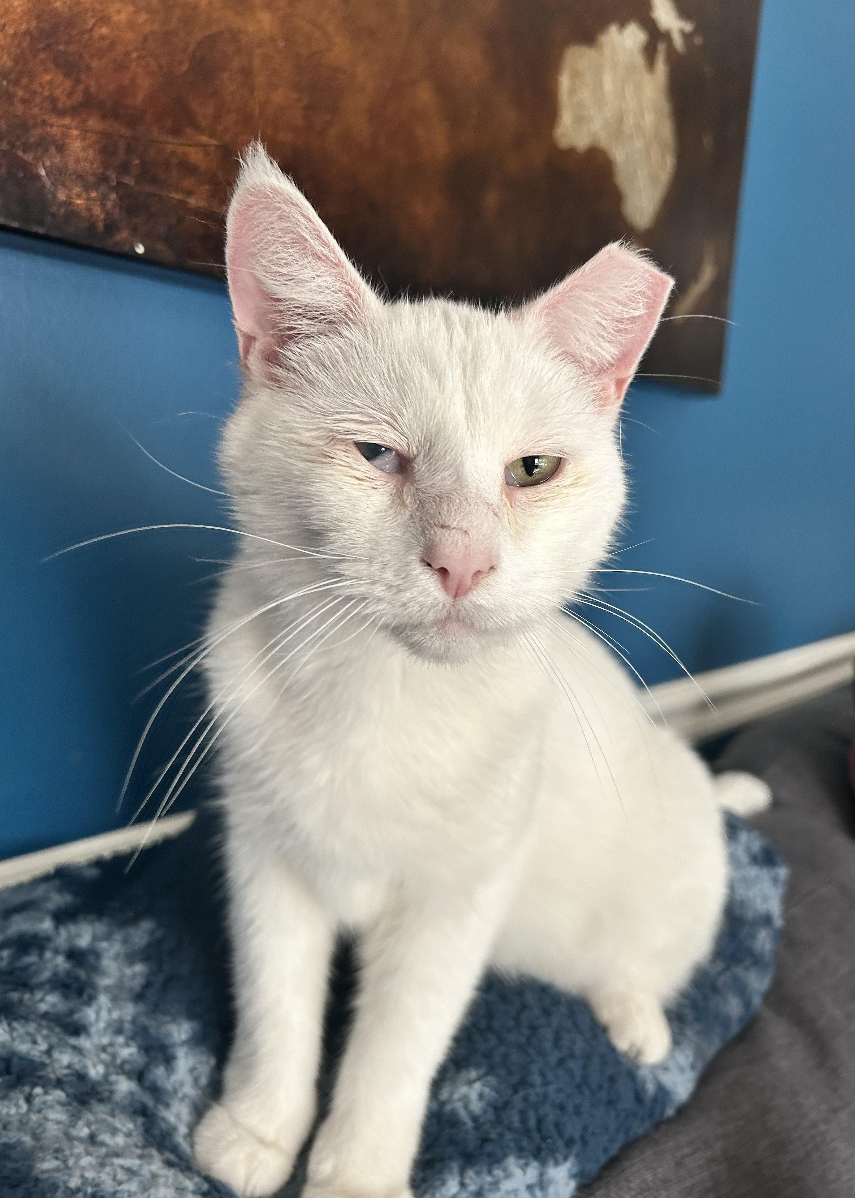 Tofu, a ADOPTABLE Domestic Short Hair in Grand Rapids, MI image 1/6
