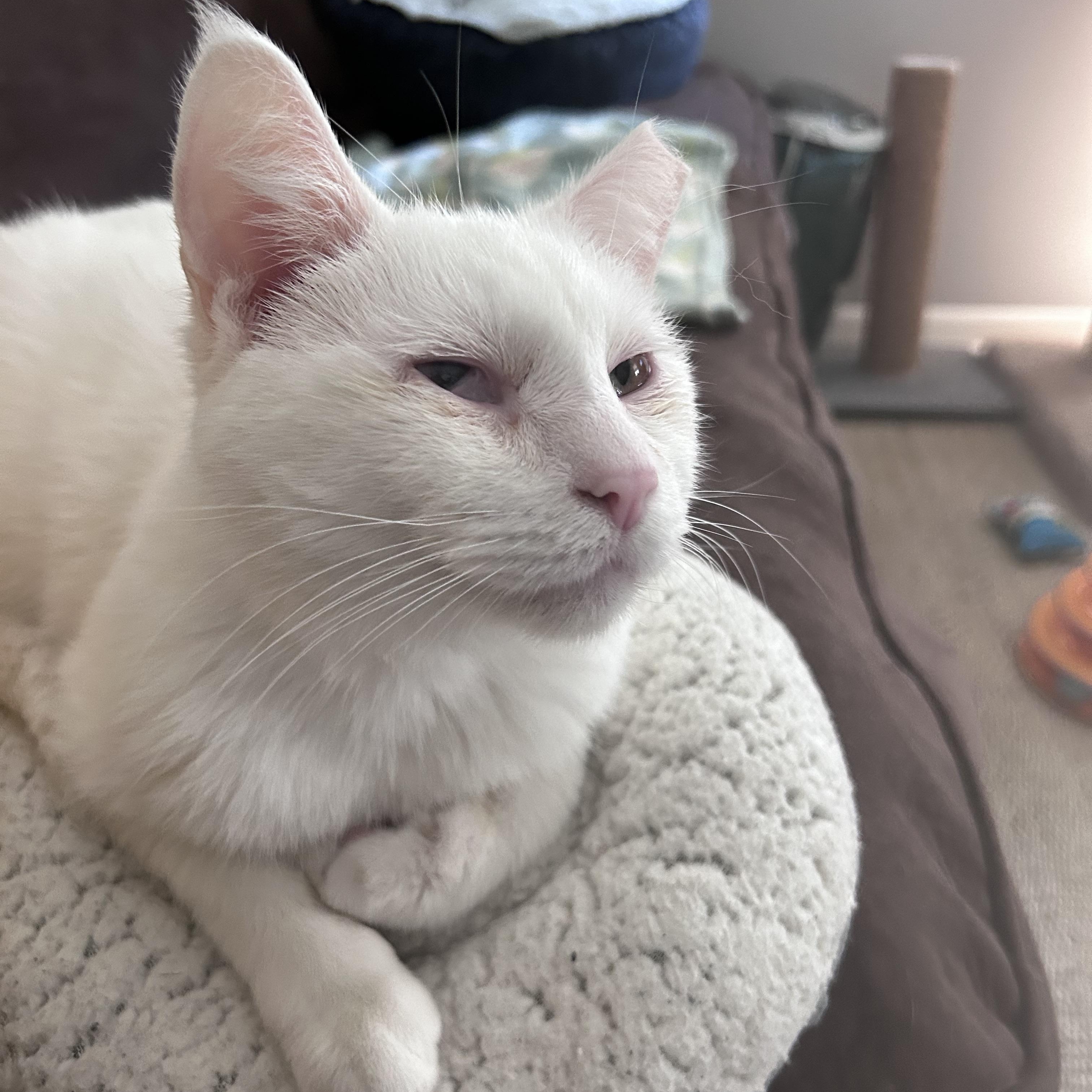 Enlarge Tofu, a ADOPTABLE Domestic Short Hair in Grand Rapids, MI image 4/6