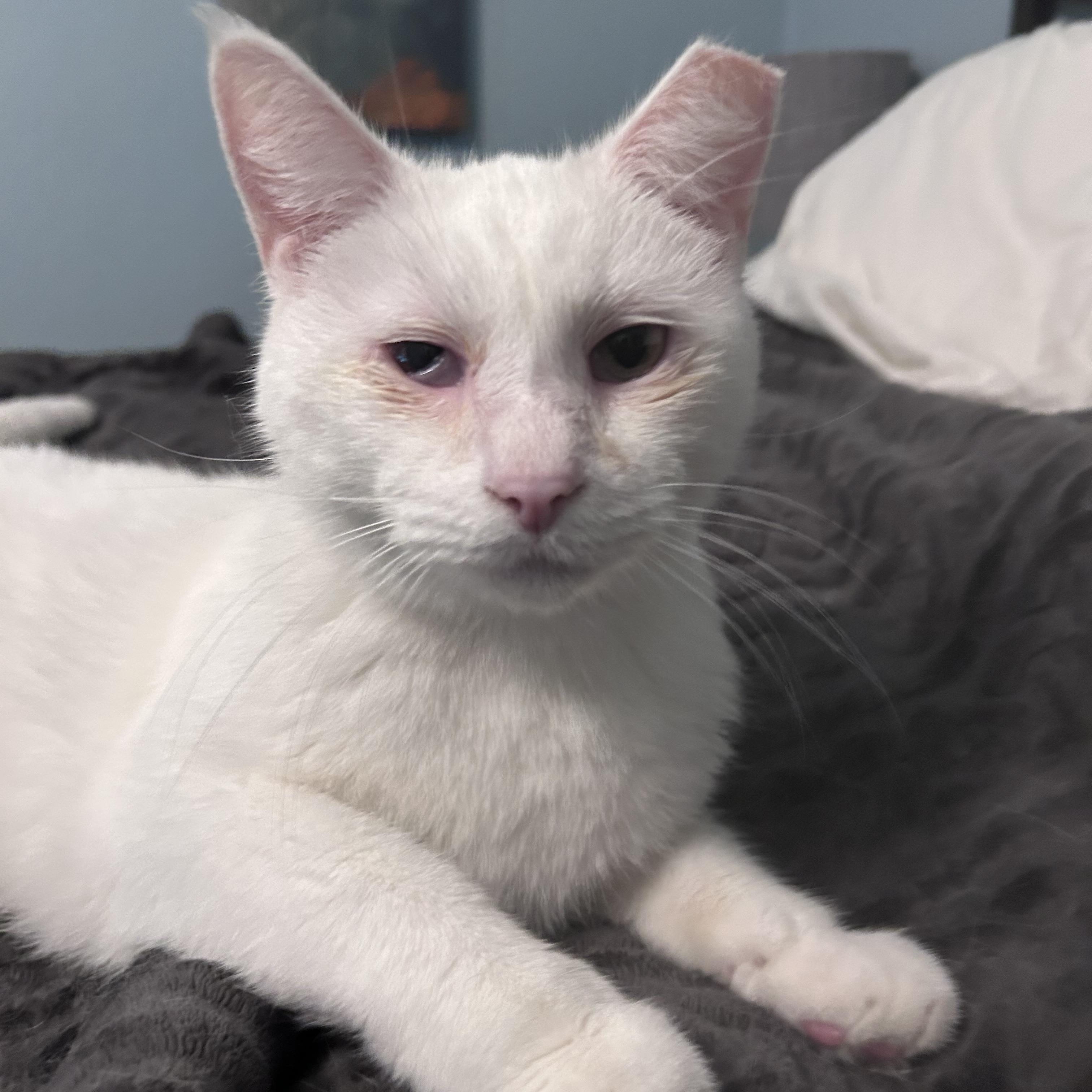 Enlarge Tofu, a ADOPTABLE Domestic Short Hair in Grand Rapids, MI image 5/6