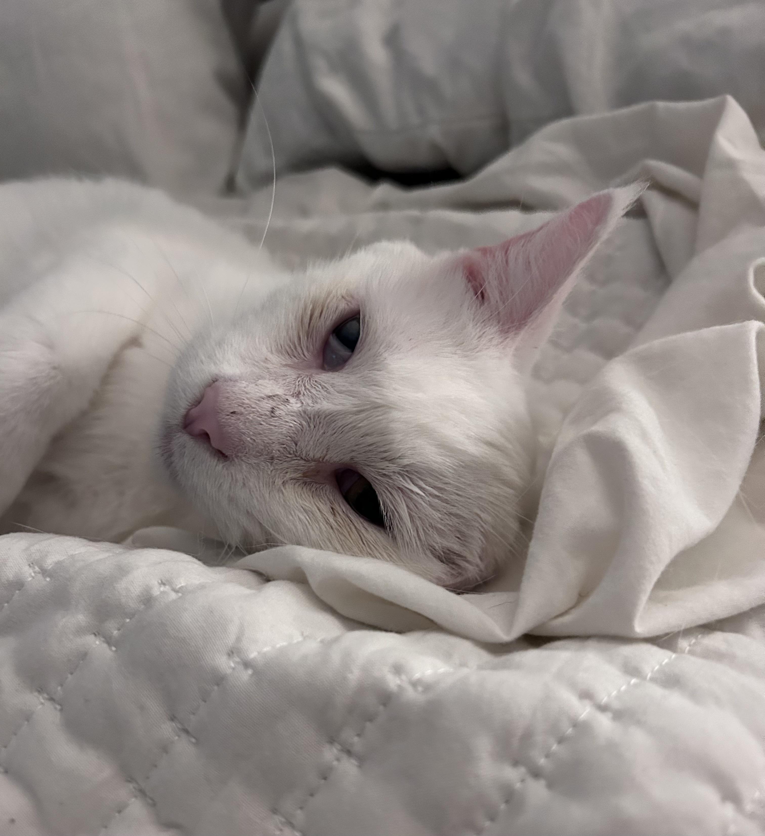 Tofu, a ADOPTABLE Domestic Short Hair in Grand Rapids, MI image 2/6